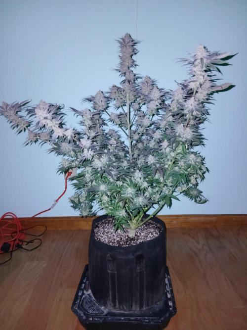 All Gas OG w/ MIGRO ARAY 250S Grow #2. Week 10