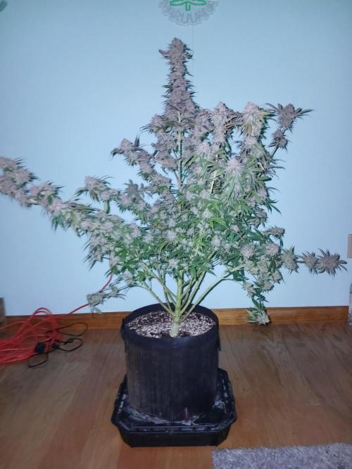 All Gas OG w/ MIGRO ARAY 250S Grow #2. Week 10