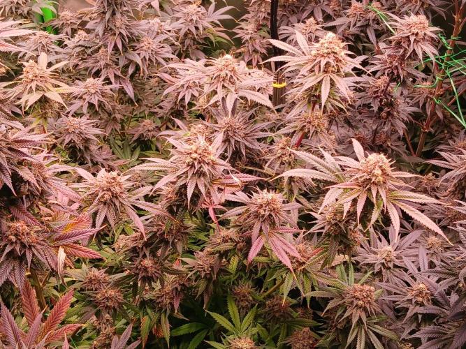 All Gas OG w/ MIGRO ARAY 250S Grow #2. Week 10