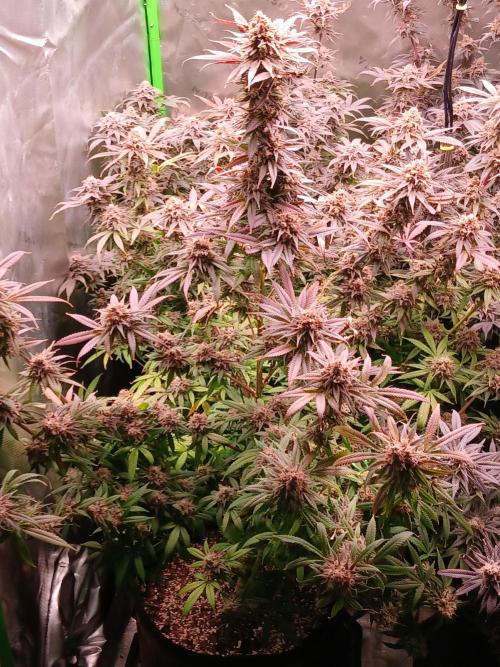 All Gas OG w/ MIGRO ARAY 250S Grow #2. Week 10