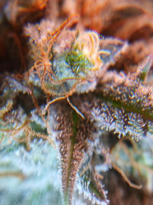 All Gas OG w/ MIGRO ARAY 250S Grow #2. Week 10