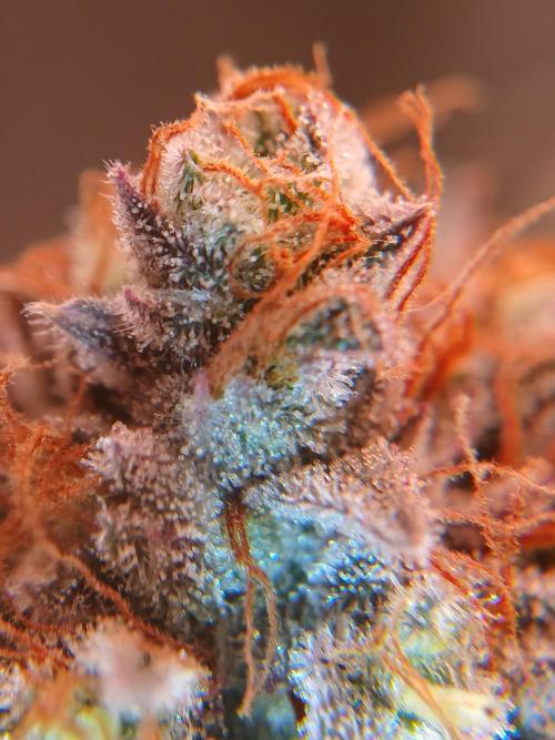 All Gas OG w/ MIGRO ARAY 250S Grow #2. Week 10