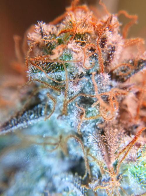 All Gas OG w/ MIGRO ARAY 250S Grow #2. Week 10