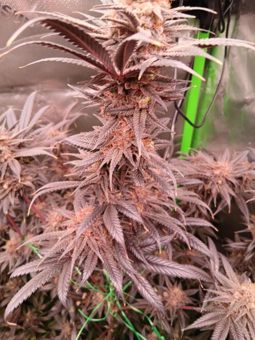 All Gas OG w/ MIGRO ARAY 250S Grow #2. Week 10