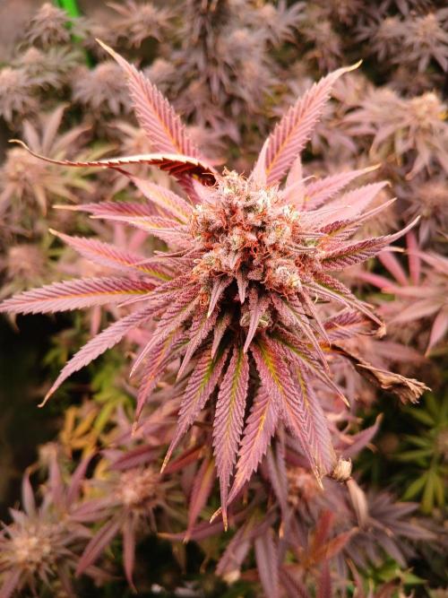 All Gas OG w/ MIGRO ARAY 250S Grow #2. Week 10