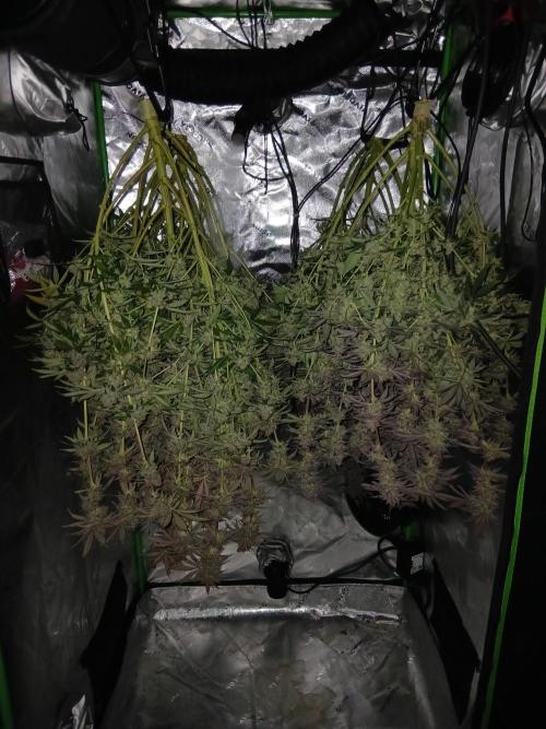 All Gas OG w/ MIGRO ARAY 250S Grow #2. Week 10