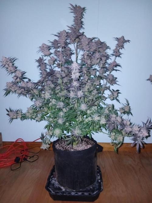 All Gas OG w/ MIGRO ARAY 250S Grow #2. Week 10