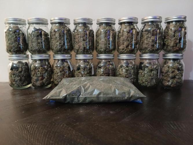 All Gas OG w/ MIGRO ARAY 250S Grow #2. Week 10