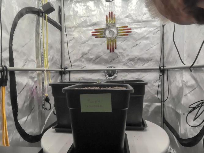 Cupid Grow. Week 1