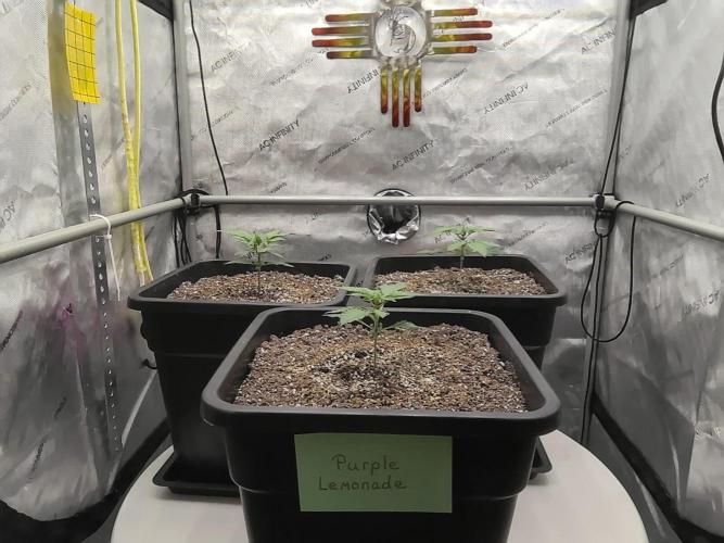 Cupid Grow. Week 2