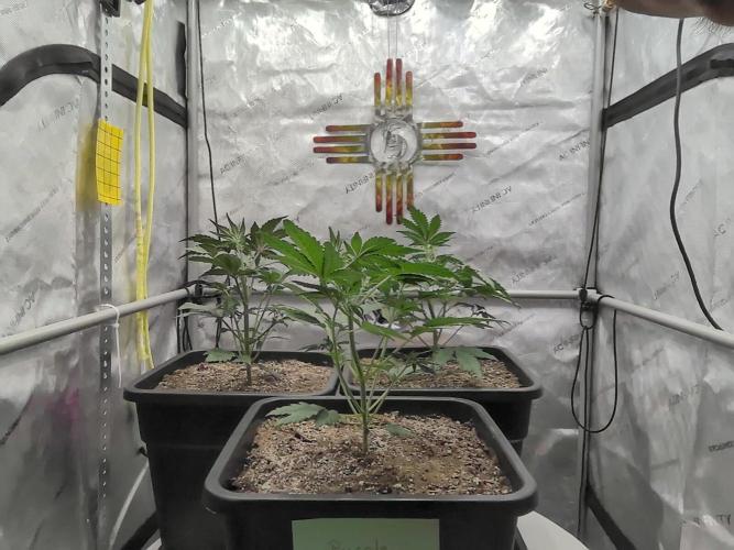 Cupid Grow. Week 3