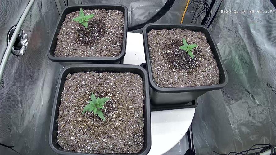 Cupid Grow. Week 1