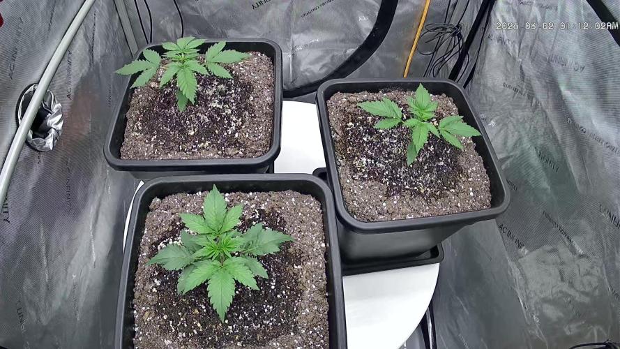 Cupid Grow. Week 2