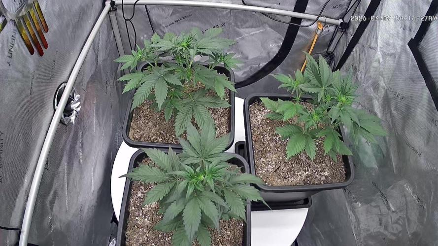 Cupid Grow. Week 3