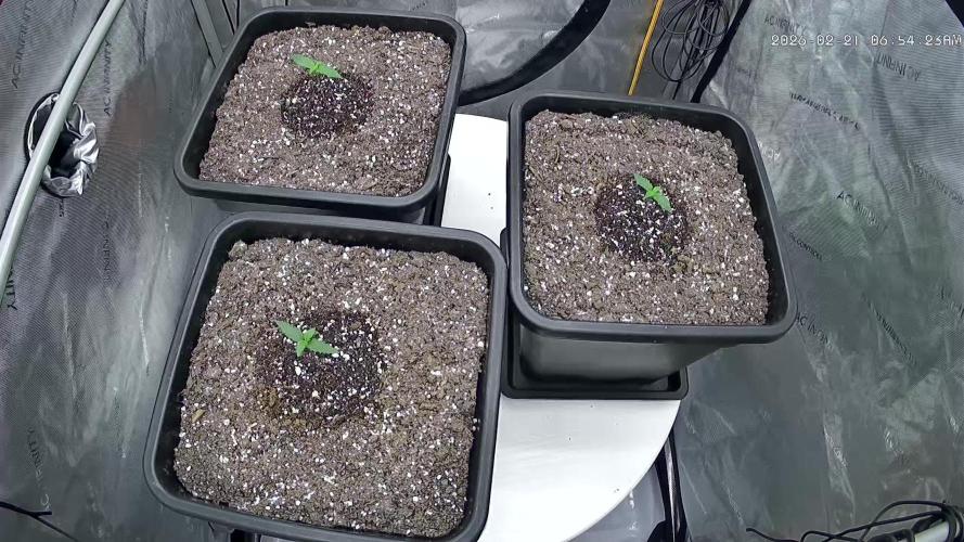 Cupid Grow