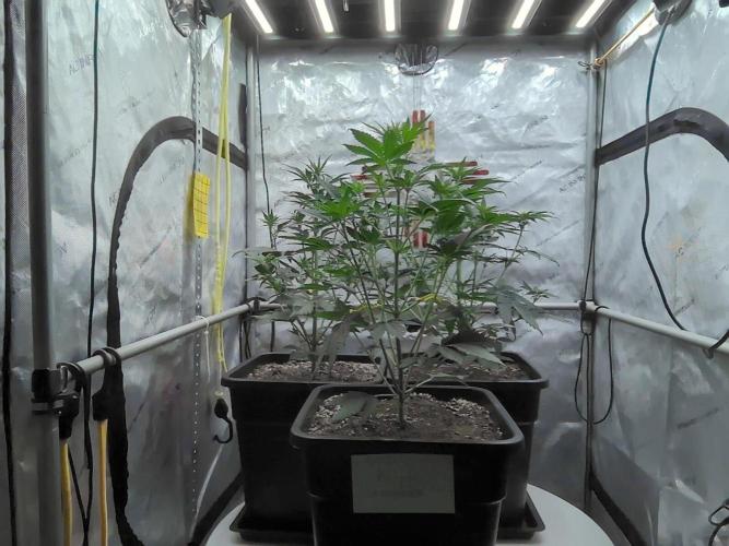 Cupid Grow. Week 4