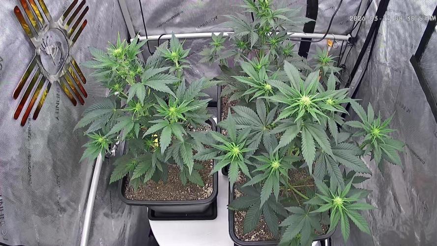 Cupid Grow. Week 4
