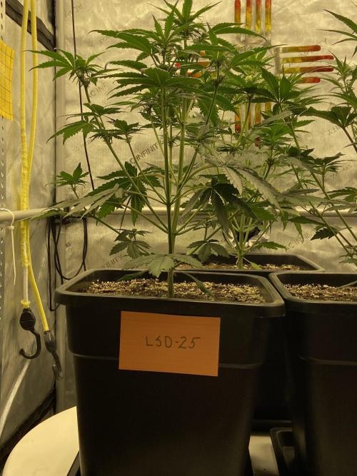 Cupid Grow. Week 4