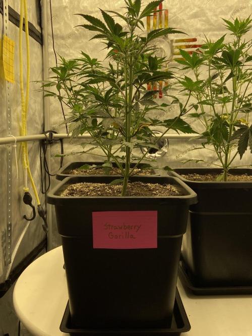 Cupid Grow. Week 4
