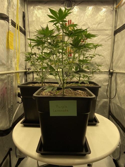 Cupid Grow. Week 4
