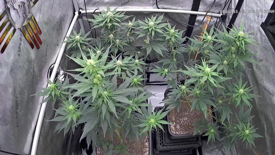 Cupid Grow. Week 5
