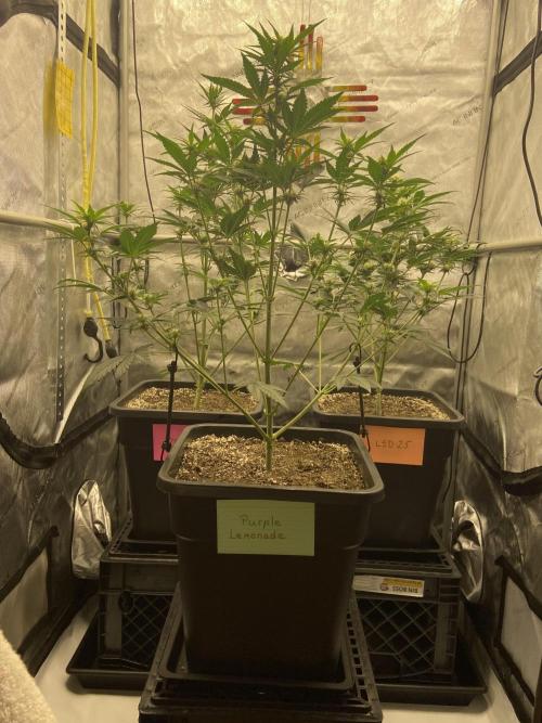 Cupid Grow. Week 5