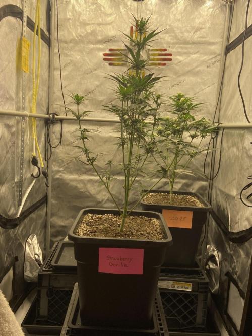 Cupid Grow. Week 5
