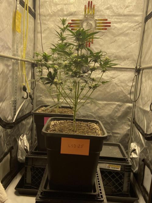 Cupid Grow. Week 5