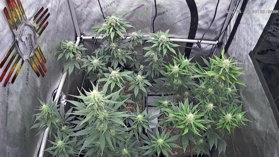 Cupid Grow. Week 6