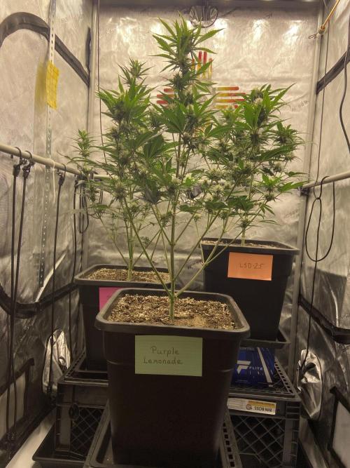 Cupid Grow. Week 6