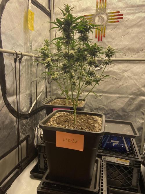 Cupid Grow. Week 6