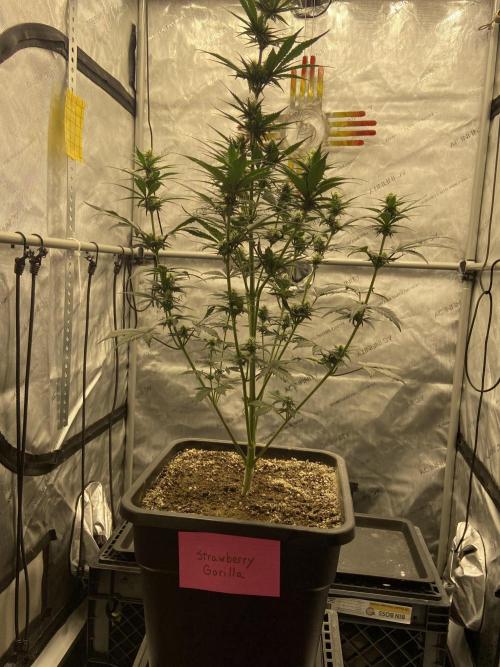 Cupid Grow. Week 6