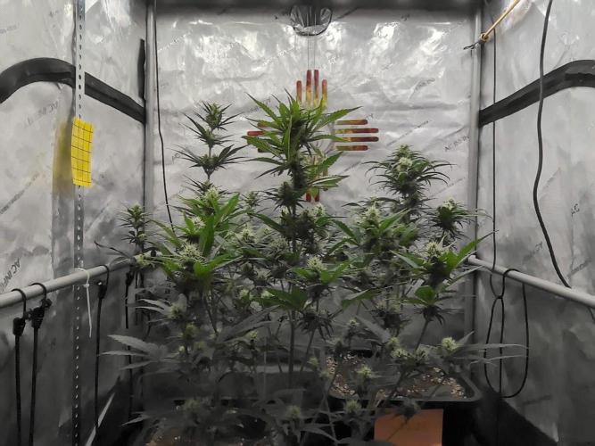 Cupid Grow. Week 6