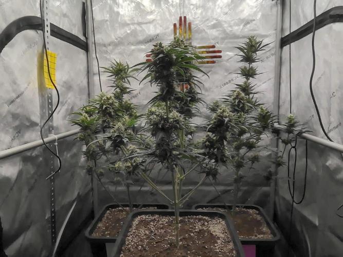 Cupid Grow. Week 7