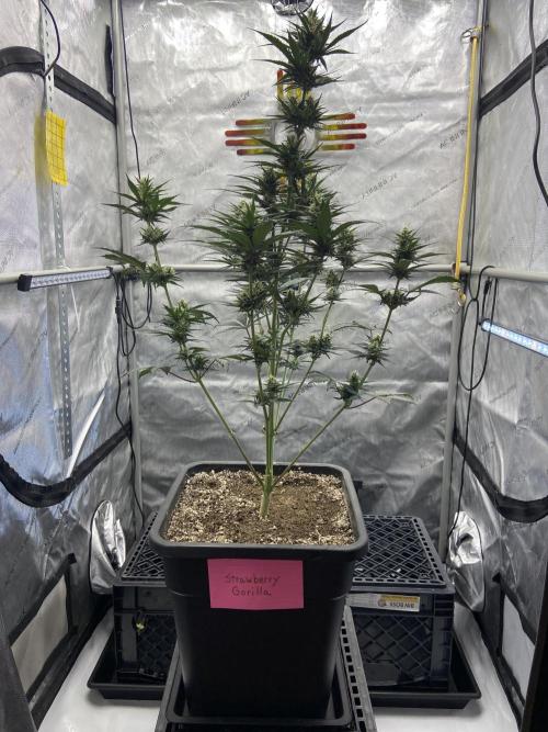 Cupid Grow. Week 7