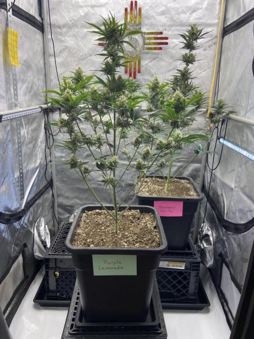 Cupid Grow. Week 7