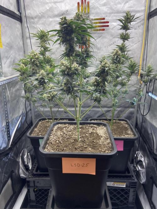 Cupid Grow. Week 7