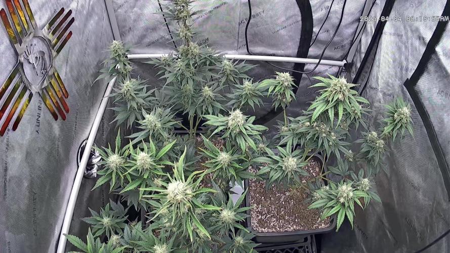 Cupid Grow. Week 7