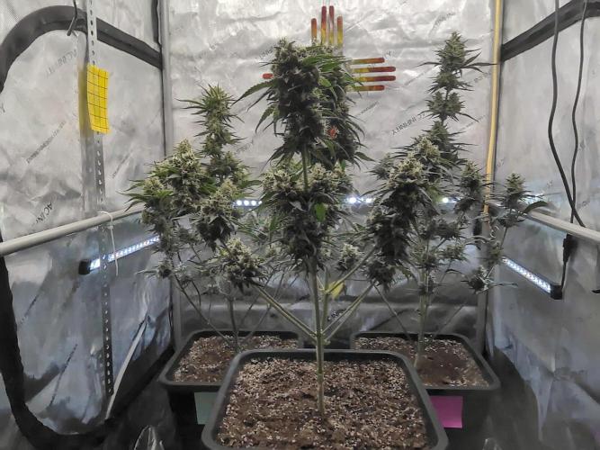 Cupid Grow. Week 8