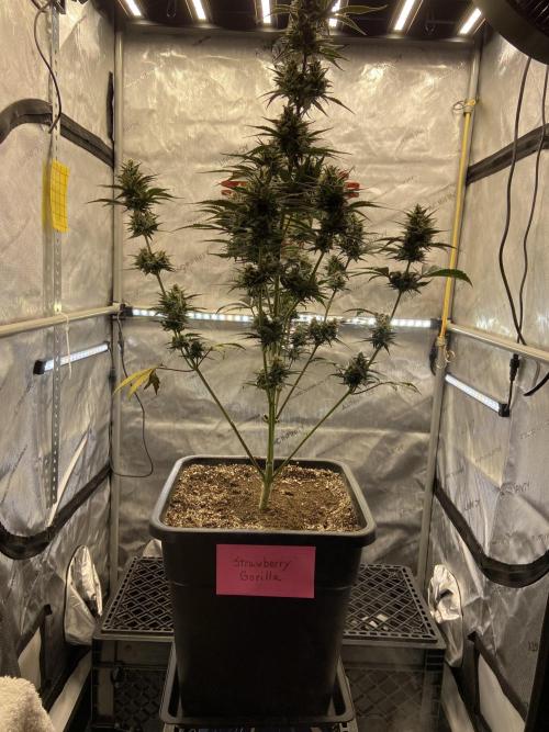 Cupid Grow. Week 8