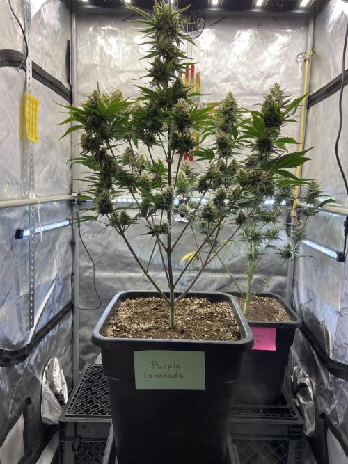 Cupid Grow. Week 8