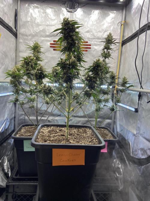 Cupid Grow. Week 8