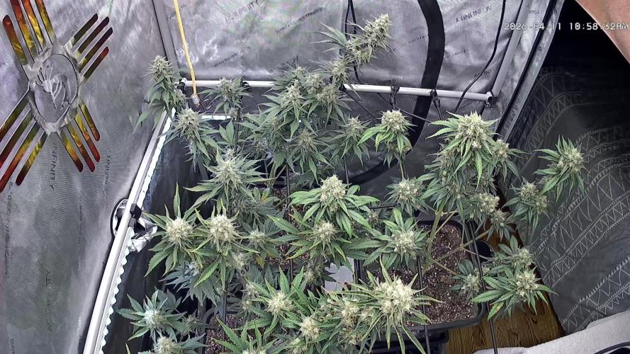 Cupid Grow. Week 8