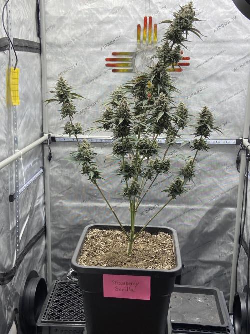 Cupid Grow. Week 9