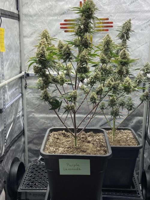 Cupid Grow. Week 9