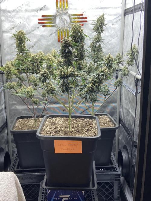 Cupid Grow. Week 9