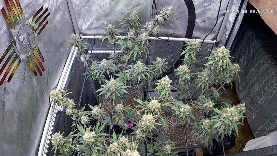 Cupid Grow. Week 9