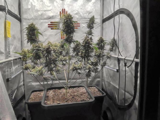 Cupid Grow. Week 9