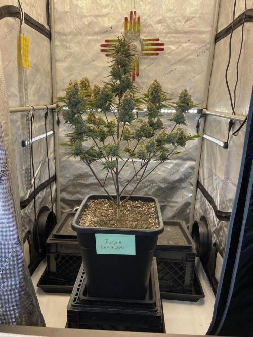 Cupid Grow. Week 10 - Purple Lemonade