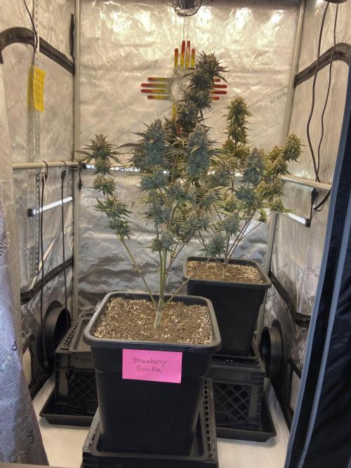 Cupid Grow. Week 10 - Strawberry Gorilla
